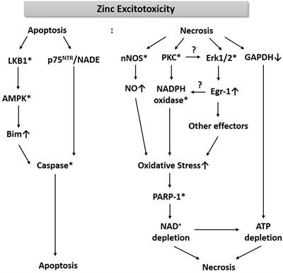 Mechanism of Zinc Excitotoxicity: A Focus on AMPK